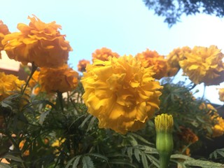 Zinnai (yellow flowers) against blue sky sunset view.