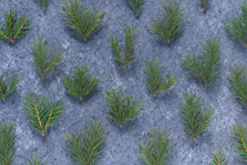 Christmas winter minimal background of small cut branches of a Christmas tree on a dark blue background top view. Flat lay new year concept. Xmas mockup. Winter concept. Spiky green spruce twigs.
