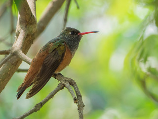A specimen of Amazilia hummingbird