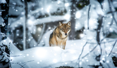 A lone Timber wolf or Grey Wolf Canis lupus walking in the falli © Jiří Fejkl