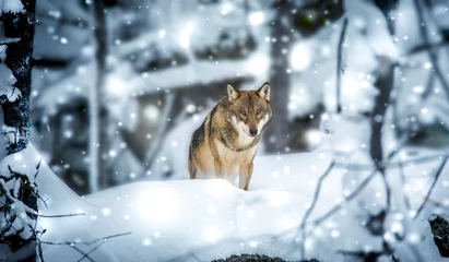 Fotobehang Een eenzame houtwolf of grijze wolf Canis lupus die in de herfst loopt © Jiří Fejkl