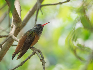 A specimen of Amazilia hummingbird