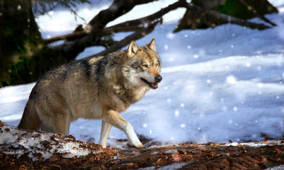 Naklejka na ściany i meble A lone Timber wolf or Grey Wolf Canis lupus walking in the falli
