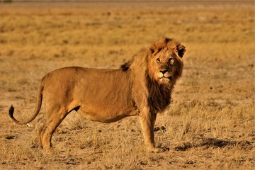 Male lion standing alone in namibian savannah Bushland. Etosha Nationalpark, Namibia