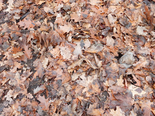 wet brown last year's maple and oak foliage background