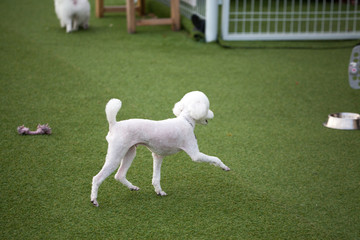 Happy puppies in a private playground