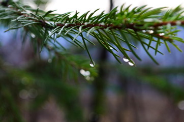 Fototapeta na wymiar closeup of pine needles with water drops