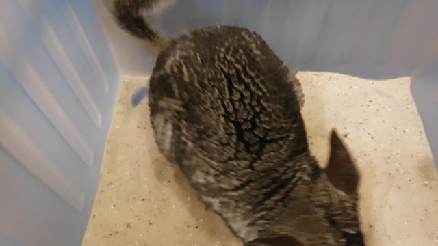 Cute adult pet chinchilla taking a sand bath