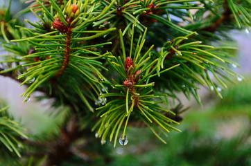 closeup of pine needles with water drops