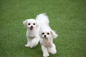 Happy puppies in a private playground