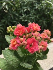 red flowers in the garden