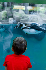 Toddler looks at a penguin swimming in an aquarium at the zoo.