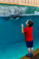 Toddler looks at a penguin swimming in an aquarium at the zoo.