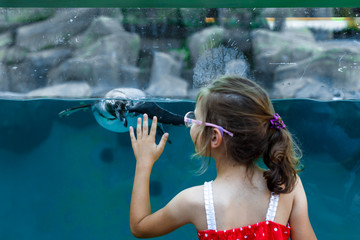 Toddler looks at a penguin swimming in an aquarium at the zoo. She touches the animal through the glass.