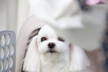 Happy puppies in a private playground