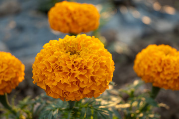 Close up Of Marigold Flower
