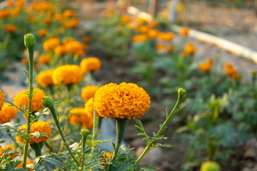 Close up Of Marigold Flower