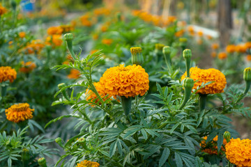 Close up Of Marigold Flower