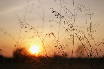 Obraz premium Grass flowers with evening light sunset, Flower grass and sunrise background in the morning, Grass flowers background, Fountain Grass, warm tone light.