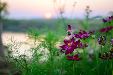Close Up Purple Garden Cosmos Against Sky At Sunset