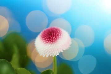 spring flowers. White-pink daisy on a blue  background with white bokeh. Spring time. Floral tender...
