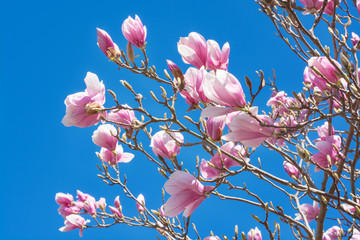 Pink magnolia flowers