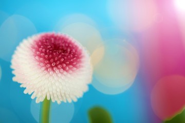 spring flowers. White-pink daisy on a blue pink background with white bokeh. Spring time. Floral...