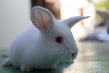 Studio shot of a white rabbit