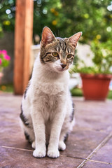 kitty