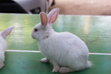 Studio shot of a white rabbit on green background
