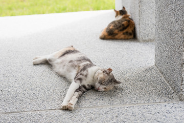 cat sleeping with her daughter