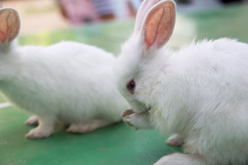 Studio shot of a white rabbit on green background