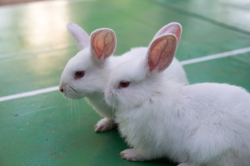 Studio shot of a white rabbit on green background
