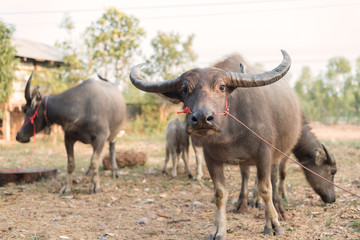 A herd of Swamp buffalo in natural ,buffalo seek for food in forest at Asean