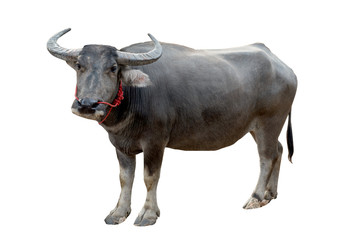 Landbouw Moerasbuffel geïsoleerd op een witte achtergrond