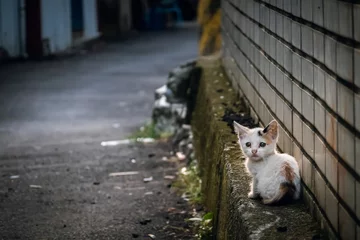 Fototapeten Kleine streunende Katze sitzt auf einer Straße © ChenPG