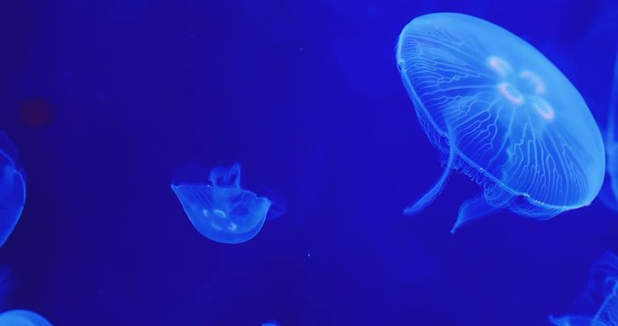 Blue jellyfish floating