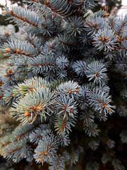 Naklejka na ściany i meble The elastic branches of the blue spruce close-up.