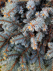Naklejka na ściany i meble The elastic branches of the blue spruce close-up.