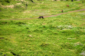 Fototapeta na wymiar The horse in the grassland of Jeju island in Korea.