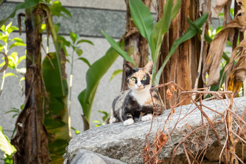 Obraz premium tortoiseshell stray cat
