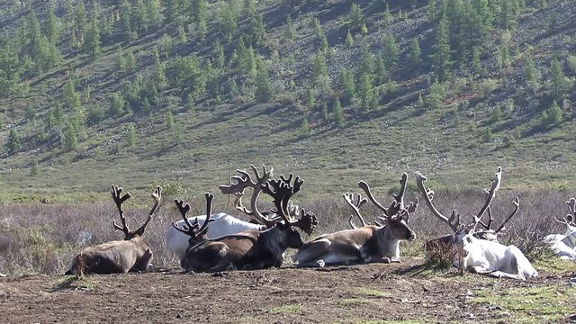 Mongolia. Darkhat basin. The camp of reindeer herders. Deer.