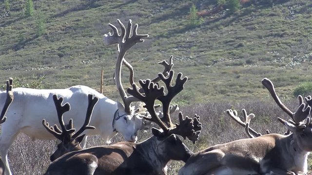 Mongolia. Darkhat basin. The camp of reindeer herders. Deer.