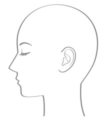頭部　横顔