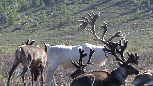 Mongolia. Darkhat basin. The camp of reindeer herders. Deer.