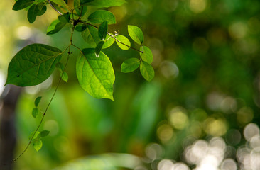 Green leaves and ivy with blurred background. Green nature background.