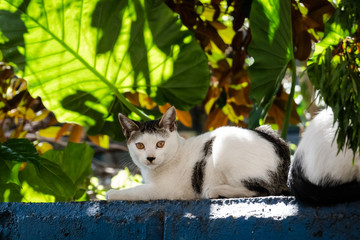 stray cat sit at a street