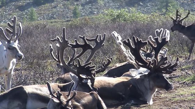 Mongolia. Darkhat basin. The camp of reindeer herders. Deer.