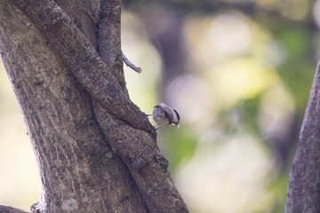軽井沢野鳥の森 コガラ