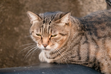 stray cat sit at a street